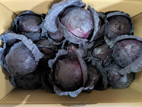 ともちゃんの紫キャベツ　15こ