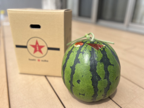くまもと植木産🍉春スイカ(肥後漫遊)4月10日〜発送 | 1玉入り6〜8kg ギフト贈答用