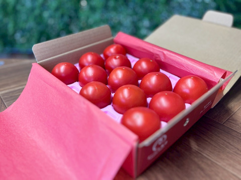 【結び箱　極（きわみ・糖度10度以上）】プレミアムトマトまいひめ物語1kg化粧箱　甘い、うま味たっぷり、味が濃い！