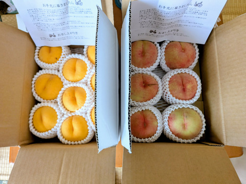 2セット分黄桃約2キロ2箱＋白桃約2キロ2箱　合計4箱分訳あり家庭用  農薬半減栽培