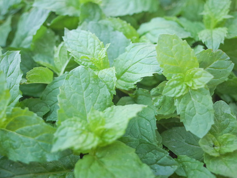 採れたて！新鮮スペアミント 100g 【農薬化学肥料不使用】