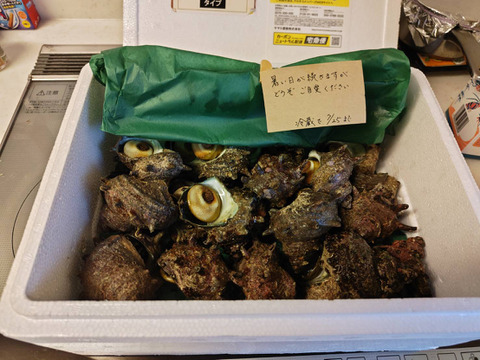 新鮮!!小泊産天然サザエ（2kg）