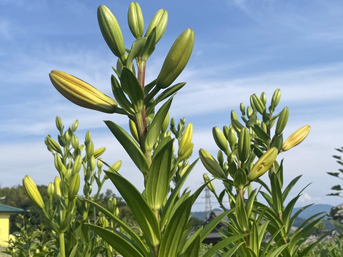 【5本、40㎝】大人可愛いユリ（つぼみ）