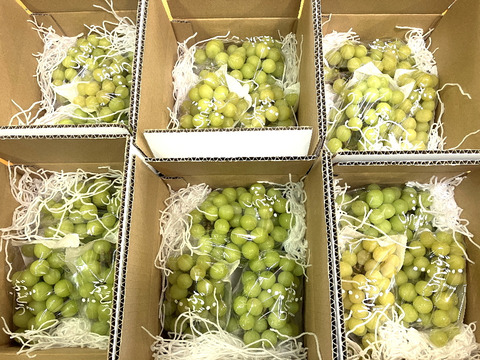 食べチョク登録記念
2025年限定山梨県産ゴールドシャインマスカット入りシャインマスカット約1.1kg~1.2kg × 2箱　【ご家庭用訳あり】最終になります。美味しい食べ方や保存の仕方を同封します!