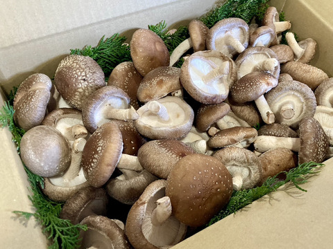 福王しいたけのミニサイズ！旨味たっぷり椎茸（ご家庭用/1.2kg）