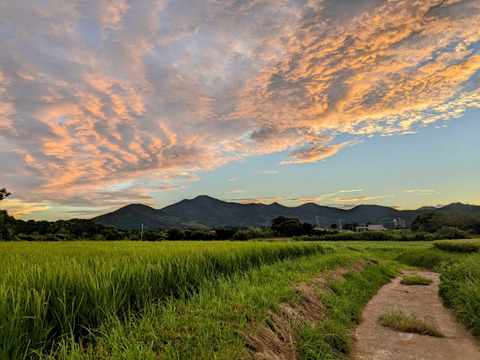 《規格外》５KG  品種ニシユタカ 五島列島産 自然農業での栽培