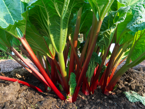 赤ルバーブ苗 農地整備のため株分け１株を1 4にしてお届けします ご自宅でルビーのようなルバーブを 長野県産のルバーブ 食べチョク 産地直送 産直 お取り寄せ通販 農家 漁師から旬の食材を直送