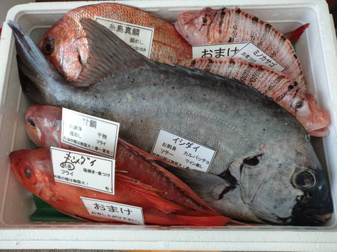 5月解禁‼️2023年5月5日初出漁予定‼️
天然糸島真鯛1匹と漁師におまかせ(2匹)セット！