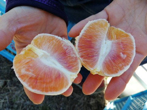 訳あり　凍ってしまった　ブラッドオレンジ サイズ混合 国産 静岡県浜松市産 (約10kg)