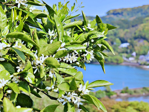 【温州みかんの王様】南柑２０号３ｋｇ ご家庭用 農薬不使用 自然栽培 愛媛県産