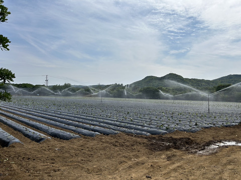 中園ファームの熟成安納芋（生芋）　Mサイズ　２キロ