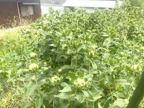 【12本】ベニバナ　〜紅色染料や食用油の原料として有名〜ドライフラワーにも。