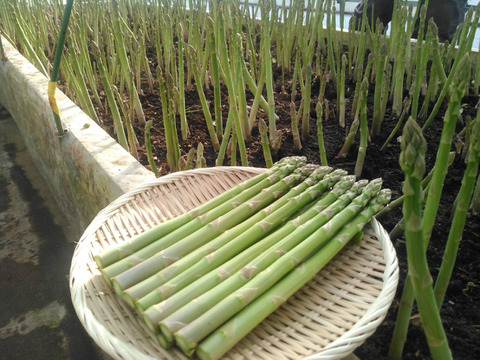 冬アスパラ