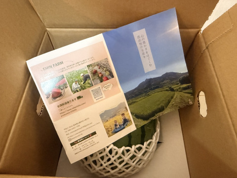 【大人気‼︎】名産地熊本県よりお届け‼︎小玉スイカ1玉入り(2kg以上）