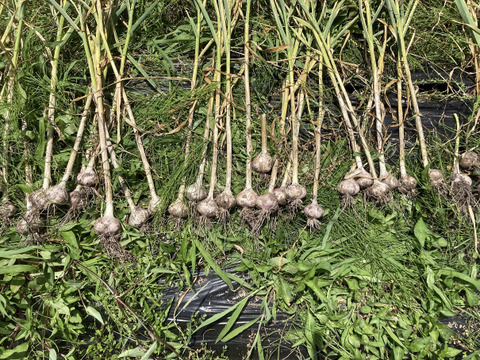 【農薬・化学肥料不使用】　にんにく バラ 500ｇ （280円／100ｇ）令和６年岐阜県産【レターパック発送】