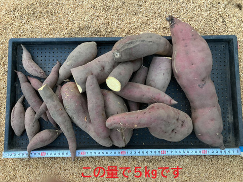 一番の贈り物 訳アリ】【自然栽培】 さつまいも（紅あずま）10kg 農薬不使用 野菜