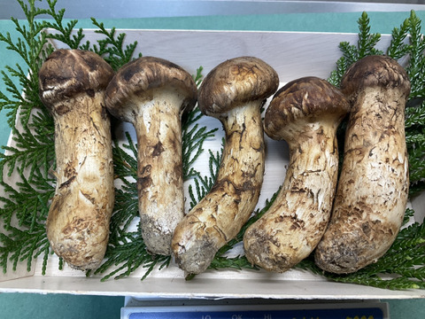 秋の味覚の王様】松茸/マツタケ/まつたけ/純国産/つぼみ/213g【極上