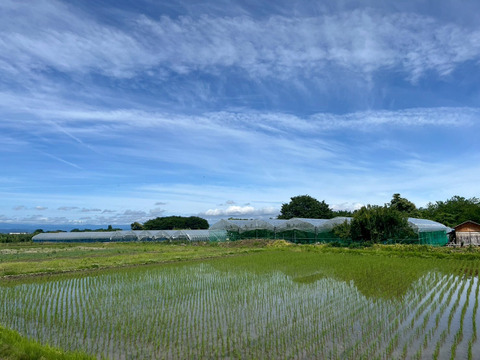 岡山県産ナツグミ、令和７年6月１７日収穫、1.５キロ 新米予約】【令和7年産】 無洗米(精米) 岡山県産 にじのきらめき