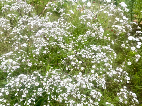 【5本-40㎝-】ほんのりピンクのカスミソウ