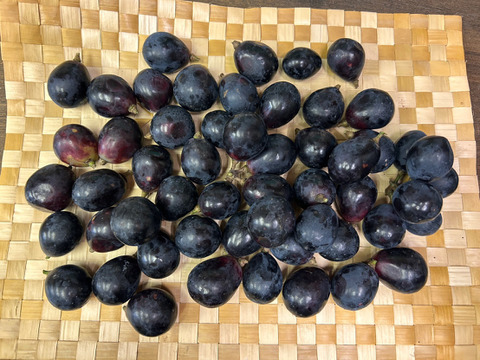 訳あり】ご家庭用・粒・ナガノパープル【数量限定】 約1.2kg 【岡山県