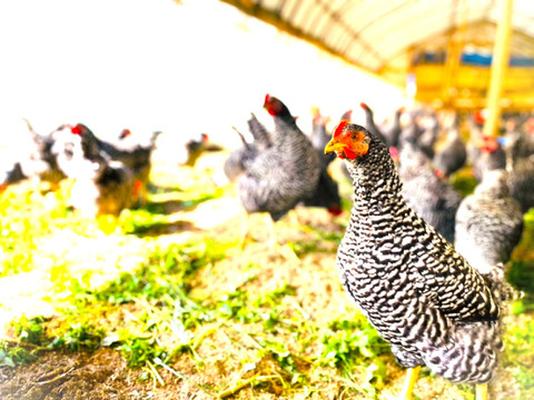 【福島県・平飼い/30個】子供もあんしんの100％自家配合飼料♪相馬ミルキーエッグ