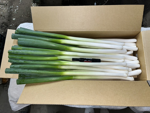 【業務用／Ｌ・２Ｌ】白神山地とEM菌が育てた 長ネギ『夏扇パワー』３０本/４kg～