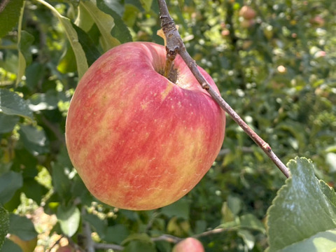 【2026年予約】『シナノドルチェ』 家庭用✨ 甘みと酸味の絶妙なバランス　3ｋｇ