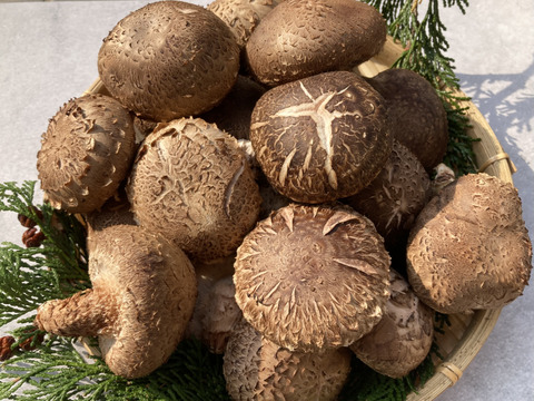 肉厚の原木椎茸 約900g 生しいたけ 原木しいたけ
