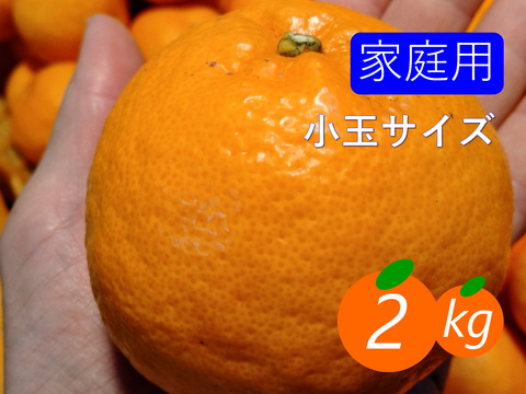 【家庭用】はるみ 2kg(小玉サイズ) プチプチ食感で濃厚♡当園イチオシのレアみかん♪愛媛みかん！！