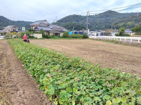 【訳ありＢ品】熟成不要のさつま芋「あまはづき5kg」（虫害・割れ・キズあり、小～中サイズ、栽培期間中農薬・肥料不使用）