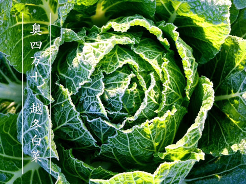 【受注収穫】奥四万十越冬白菜６ｋｇ（４玉入り） 農薬不使用 自然栽培 四万十産