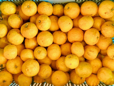 【樹上完熟】四万十柚子３ｋｇ ご家庭用 農薬不使用 自然栽培 四万十産