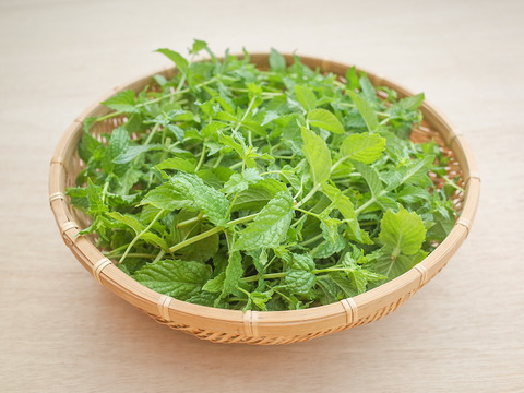 採れたて！新鮮ペパーミント 100g 【農薬化学肥料不使用】