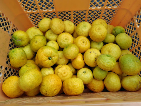土佐のゆず　約1.5KG