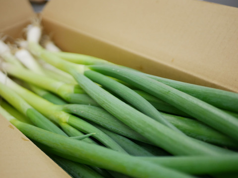 冬葱 京都府産こと 九条ねぎ1kg 根切り原体バラ 京都府産のねぎ 食べチョク 産地直送 産直 お取り寄せ通販 農家 漁師から旬の食材を直送 冬葱 京都府産こと 九条ねぎ1kg 根切り原体バラ 京都府産のねぎ 食べチョク 産地直送 産直 お取り寄せ通販 農家 漁師から旬の食材を直送