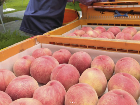 【2026年予約早割】初夏を彩る桃 品種はおまかせ！朝採りした桃をその日に発送します！