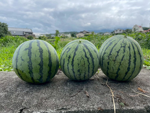 🥬高栄養パワー誇る古代オクラ🥬栄養逃さないダイエットの救世主
