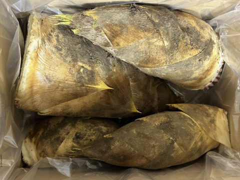 合馬(おうま)産　朝掘り掘りたて産直筍(たけのこ)　約4Kg