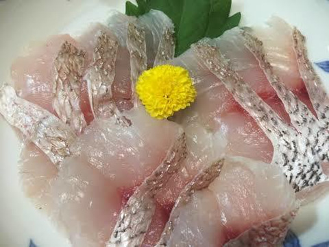 長崎市フルーツ魚　ゆうこう真鯛　1.3～1.5キロサイズ　　3枚卸し済み熨斗付き可