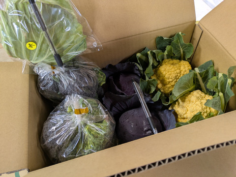 小さいシリーズ