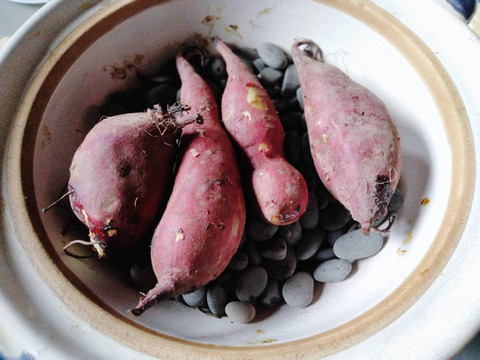 素朴な甘味！懐かしい味”ゆきこまち”1.5kg