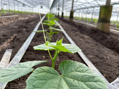 【ギフト用🎁】"おいしい水分補給"で熱中症対策 『湧水きゅうり』｜等級：秀｜1kg（箱重量込）：約6本