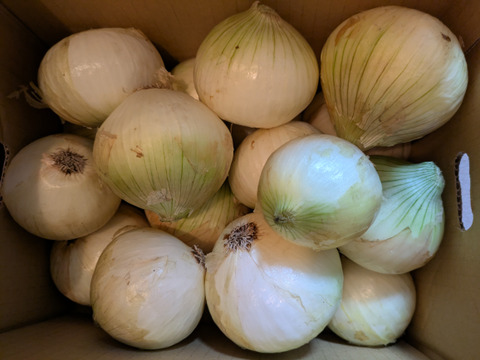 この時期にしか食べられない♪淡路島新玉ねぎ「とろ甘・極早生種」５kg