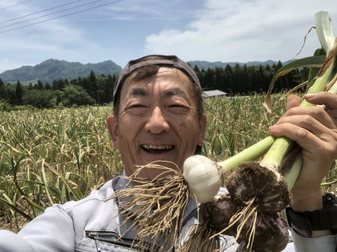 にんにく好きへ送る嘉定種！使いやすいバラにんにく４００ｇ  農薬・化学肥料不使用！　熊本阿蘇山で精魂込めて作った風味豊かな嘉定種にんにくです。食後の臭いが気になりません。是非お試しください。