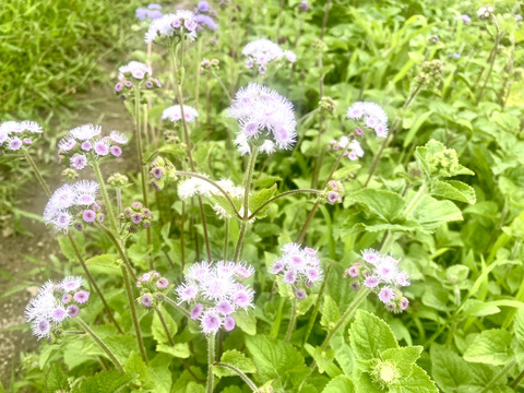 【15本】アゲラダム~涼感のあるブルーの花色で、ふんわりとしたソフトな質感が魅力の花。花茎は丈夫で花持ちがよいです~