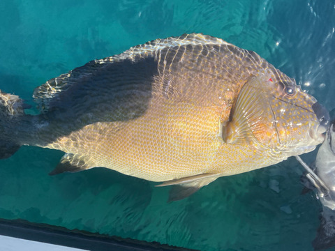 【活き締め】コロダイ4kg〜5kg 刺身用