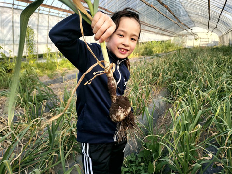 ハウス栽培で先取り！青森県産生にんにく１Kg
