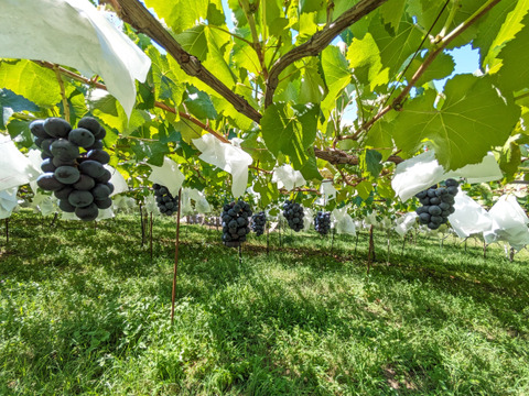 皮ごと食べる巨峰系！ナガノパープル2kg（5～8房）長野県認証/特別栽培同基準（信州の環境にやさしい農産物認証50）