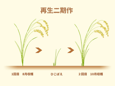 【令和7年】ミルキークイーン・再生二期作・白米無洗米（10kg）【栽培期間中　農薬・化学肥料不使用】