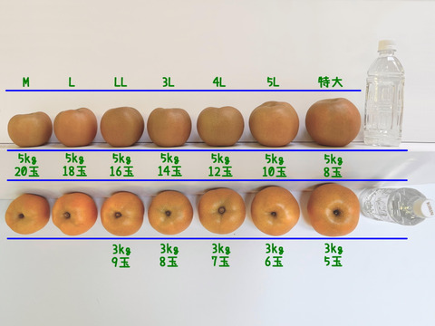 千葉県産　市川のなし【２品種食べ比べ】3㎏『5～8玉入』・秀品　※フルーツキャップ個装